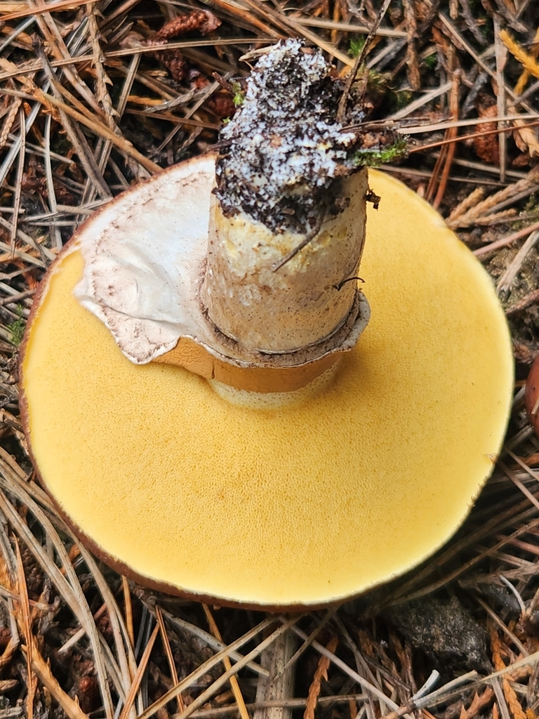 Suillus luteus · April 2025 · photo: © caroline1426 (iNaturalist, CC)