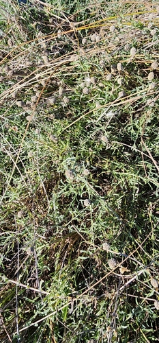 Image of Calocephalus lacteus by (c) Wendy F, some rights reserved (CC BY)