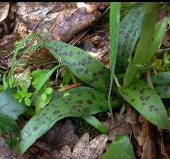 Orchis provincialis