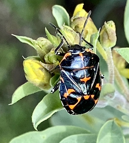 iNaturalist observation photo of Harlequin Bug