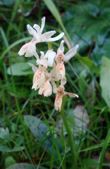Orchis provincialis