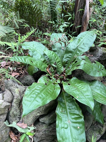 Palisota bracteosa
