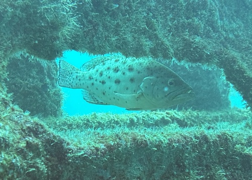 Zaagstaart-tandbaars (Mycteroperca prionura) — Serranidae — 3