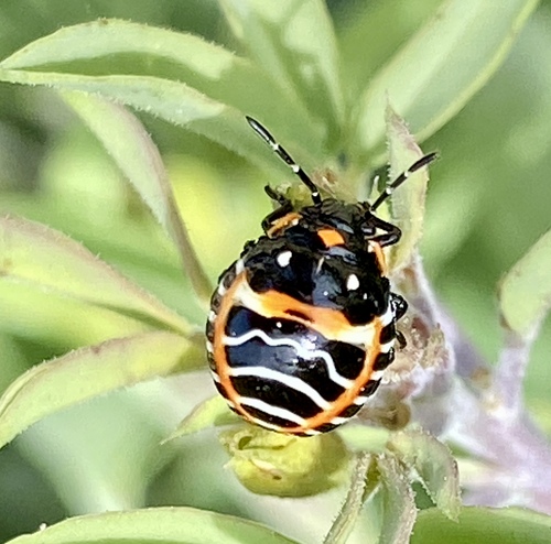 iNaturalist observation photo of Harlequin Bug