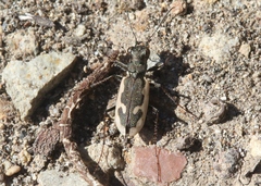 Neocicindela latecincta