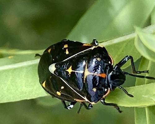 iNaturalist observation photo of Harlequin Bug