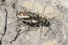 Neocicindela latecincta