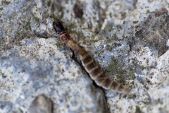 Parainocellia bicolor