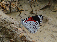 Diaethria anna