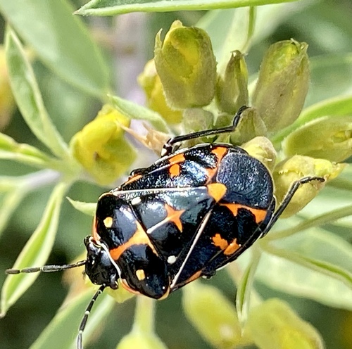 iNaturalist observation photo of Harlequin Bug