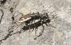 Neocicindela latecincta