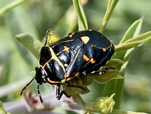 iNaturalist observation photo of Harlequin Bug
