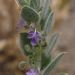 San Joaquin Bluecurls - Photo Stephen Laymon, Bureau of Land Management, no known copyright restrictions (public domain)