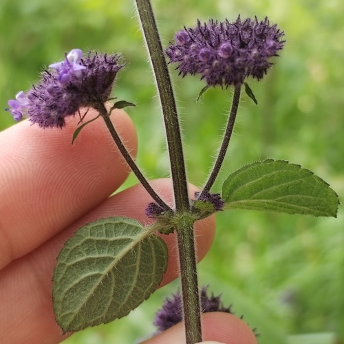 Mesosphaerum eriocephalum, photograph 2