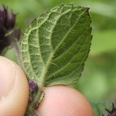Mesosphaerum eriocephalum, photograph Esteban Poveda, CC BY, iNaturalist via GBIF