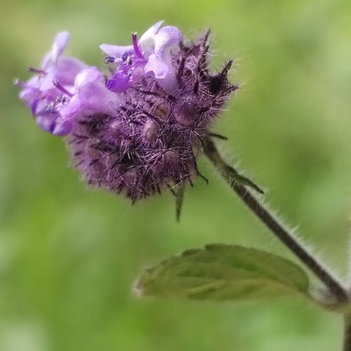 Mesosphaerum eriocephalum, photograph 5