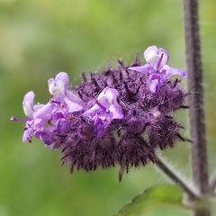 Mesosphaerum eriocephalum, photograph Esteban Poveda, CC BY, iNaturalist via GBIF
