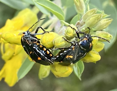 iNaturalist observation photo of Harlequin Bug