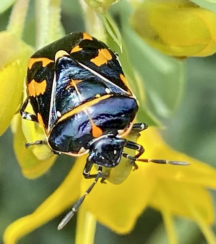 iNaturalist observation photo of Harlequin Bug
