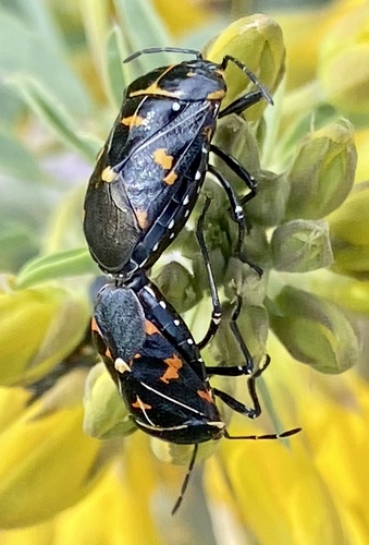 iNaturalist observation photo of Harlequin Bug