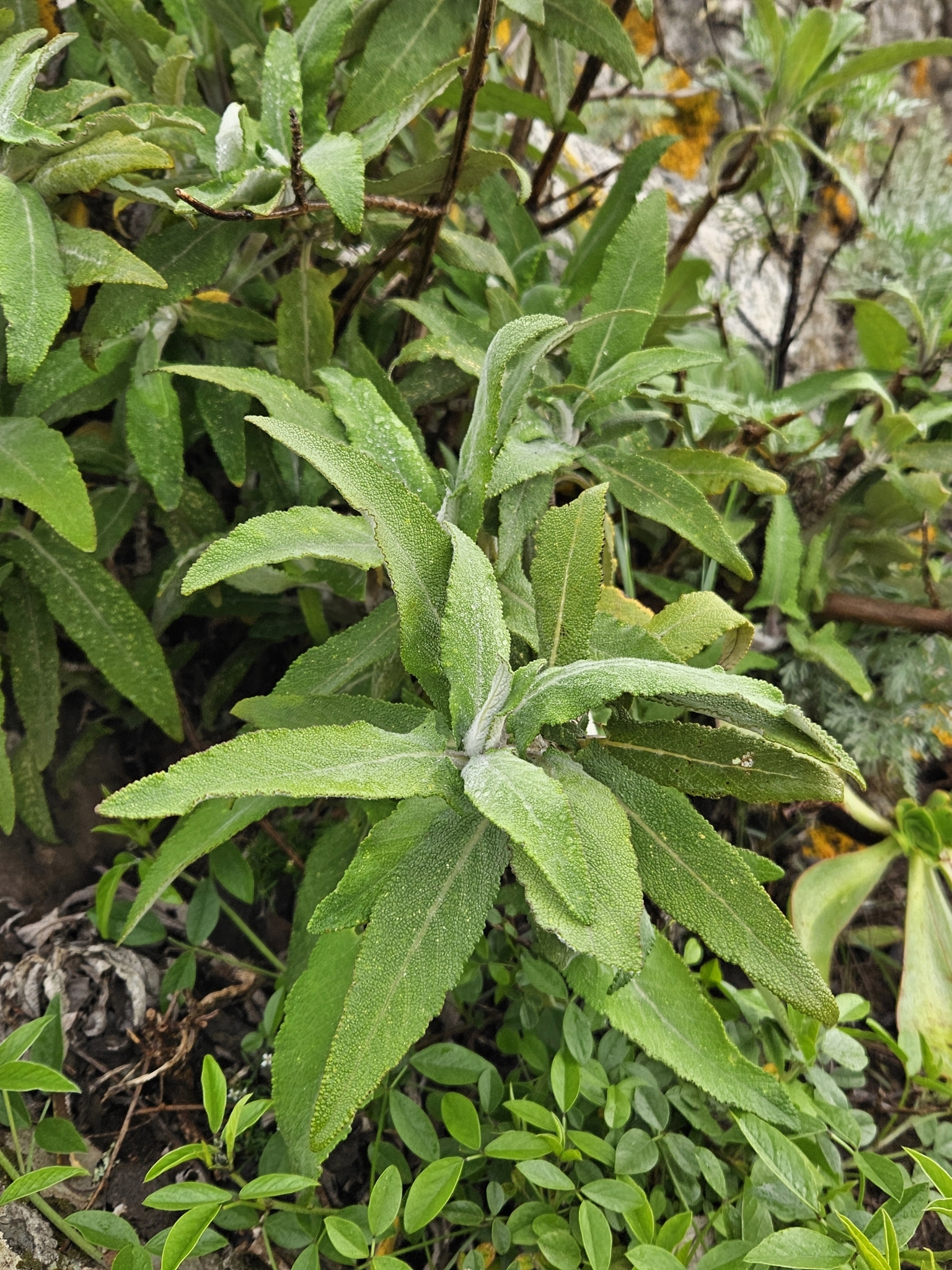 Imagem de Sálvia-das-Canárias