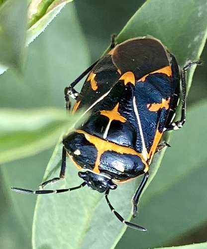 iNaturalist observation photo of Harlequin Bug