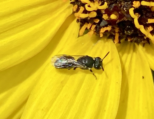 iNaturalist observation photo of Masked Bees
