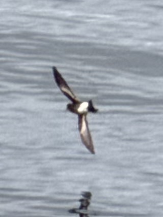 Pincoya Storm Petrel (Oceanites pincoyae), photo 2