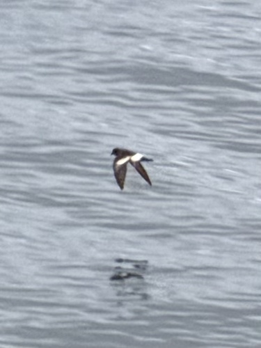 Pincoya Storm Petrel (Oceanites pincoyae), photo 3
