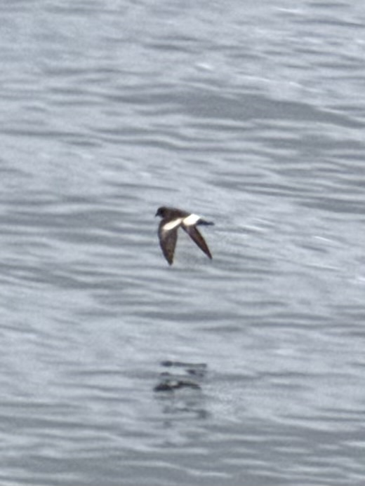 Pincoya Storm Petrel (Oceanites pincoyae), photo 3