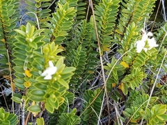 Veronica mooreae