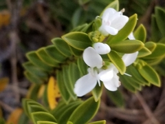 Veronica mooreae