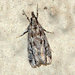 Striped Eudonia Moth - Photo (c) susanelliott, some rights reserved (CC BY-NC), uploaded by Susan Elliott