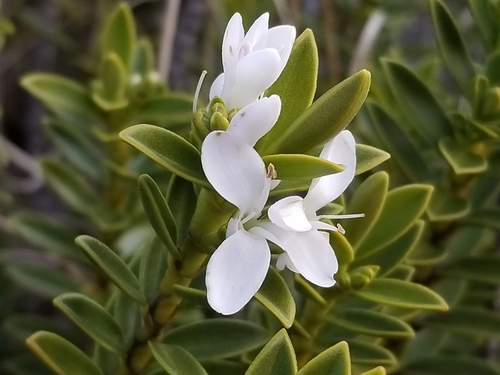Veronica mooreae