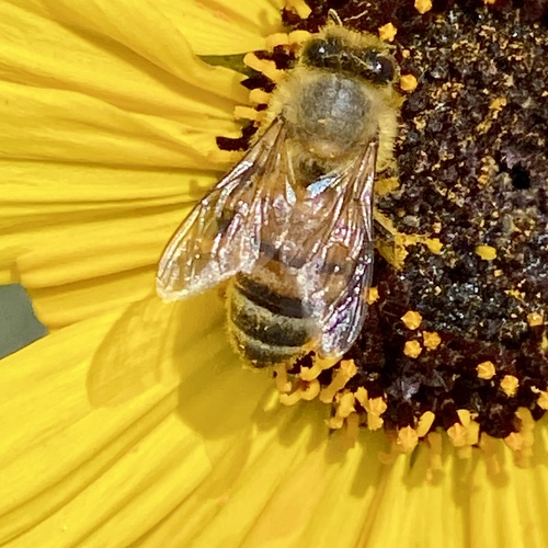 iNaturalist observation photo of Western Honey Bee