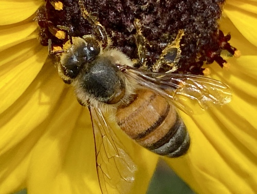 iNaturalist observation photo of Western Honey Bee