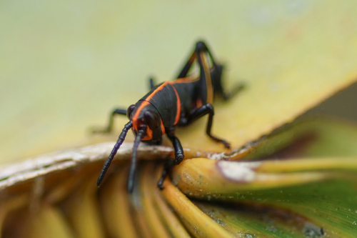 Eastern lubber grasshopper