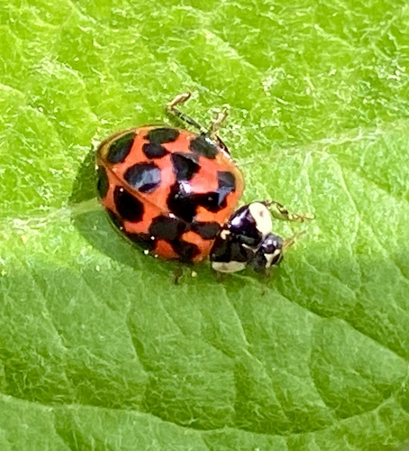 iNaturalist observation photo of Asian Lady Beetle
