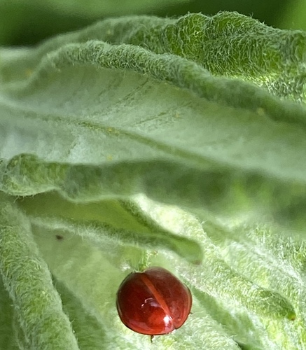 iNaturalist observation photo of Spotless Lady Beetle