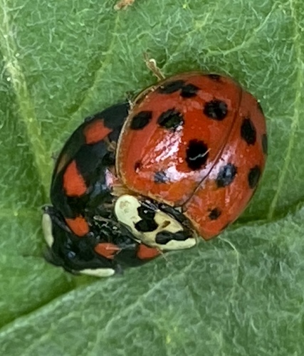 iNaturalist observation photo of Asian Lady Beetle
