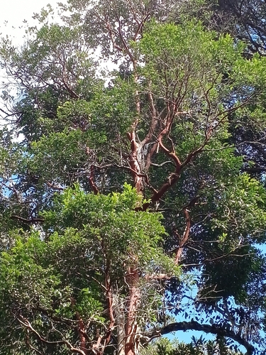 Cabeludinha