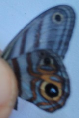 Chloreuptychia herseis