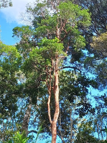 Foto de Cabeludinha