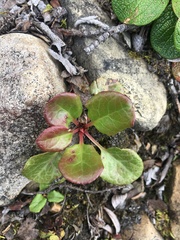 Pyrola asarifolia