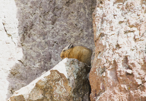 Wolffsohn's Mountain Viscacha