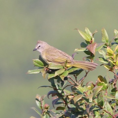 Pycnonotus flavescens