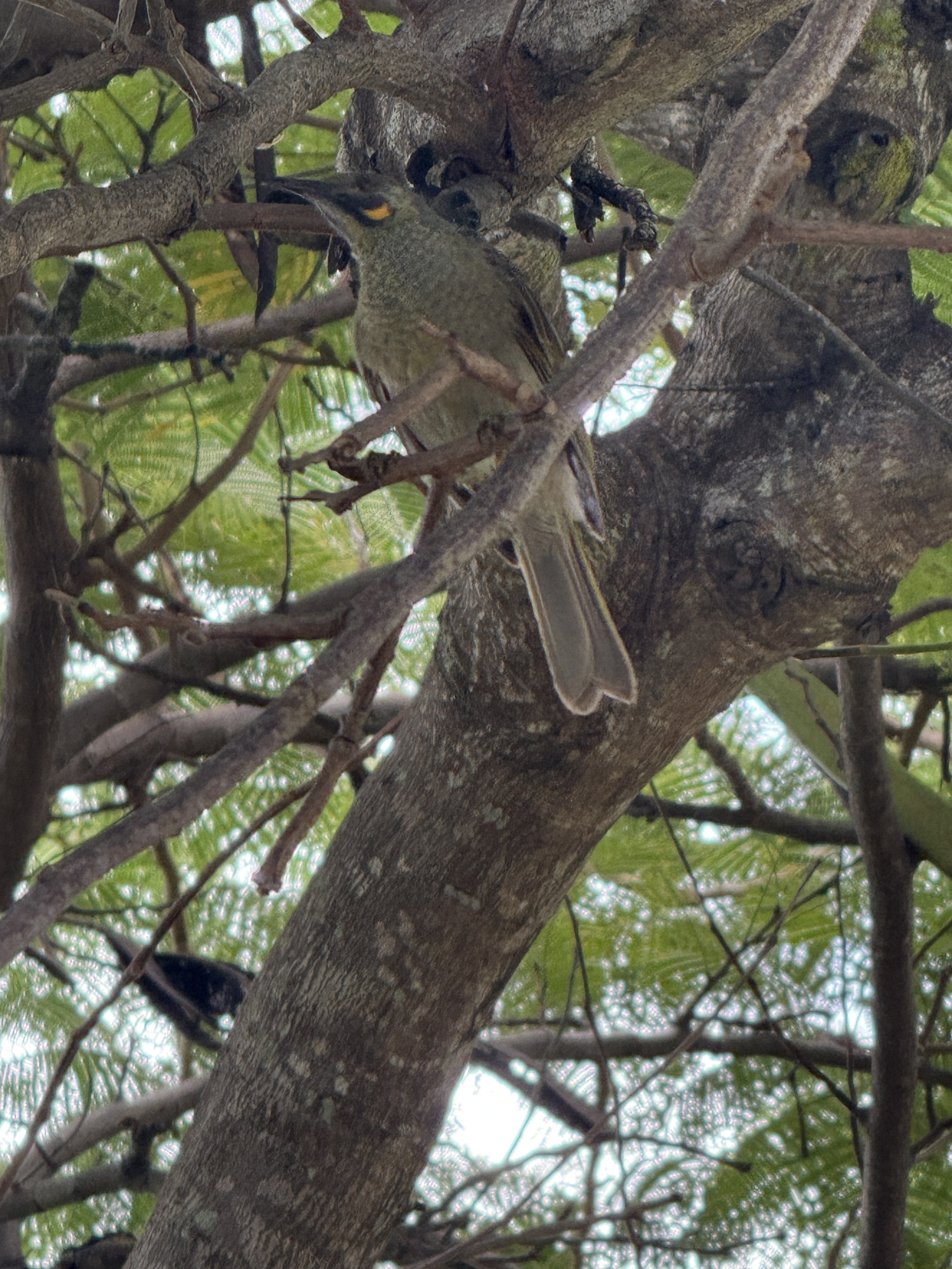 Kikau (Foulehaio procerior), photo 2