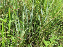 Carex nebrascensis