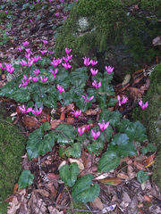 Cyclamen repandum repandum