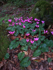 Cyclamen repandum repandum